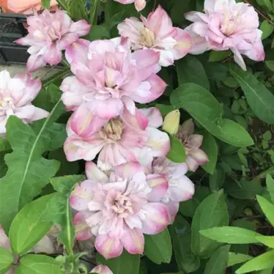 Клематис ИННОСЕНТ БЛАШ в Самохваловичи