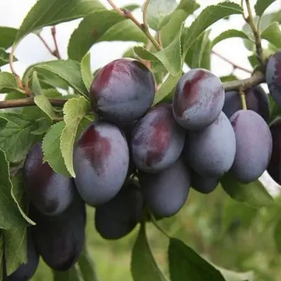 Слива РЕНКЛОД в Самохваловичи