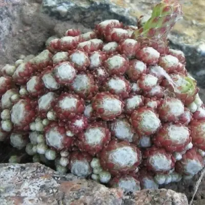 Молодило ГНАФАЛИУМ в Самохваловичи