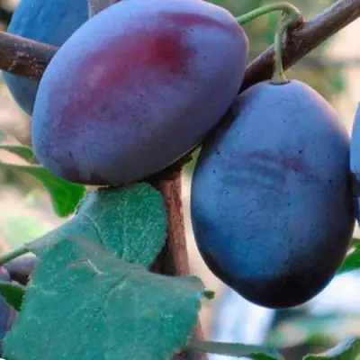 Слива СМОЛИНКА в Самохваловичи