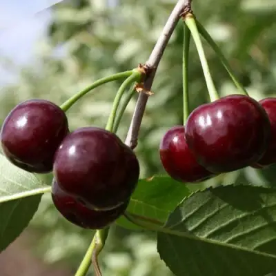 Вишня ЖАДАНА в Самохваловичи