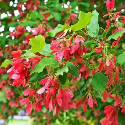 Клен татарский в Самохваловичи