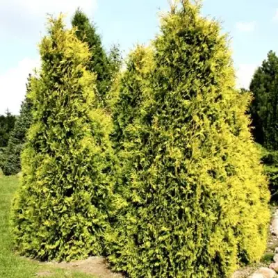 Туя САЛЛАНД западная в Самохваловичи
