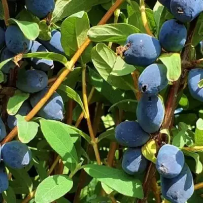 Жимолость съедобная КЛУБНИЧНАЯ СЕНСАЦИЯ в Самохваловичи