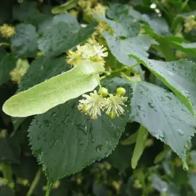 Липа мелколистная в Самохваловичи