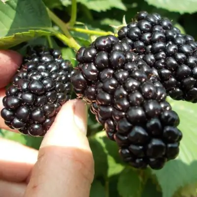 Ежевика НАТЧЕЗ бесшипная  в Самохваловичи