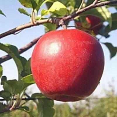 Яблоня ЛИГОЛ в Самохваловичи