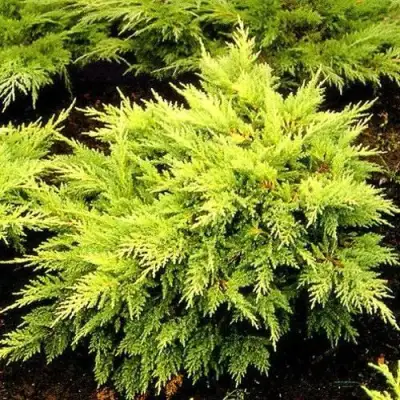 Можжевельник МОРДИГАН ГОЛД средний в Самохваловичи