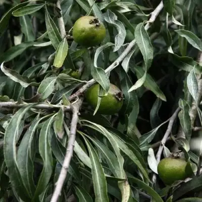 Груша ИВОЛИСТНАЯ в Самохваловичи