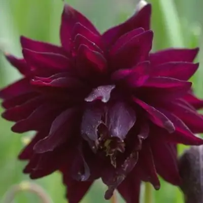 Аквилегия БАРЛОУ БОРДО обыкновенная в Самохваловичи