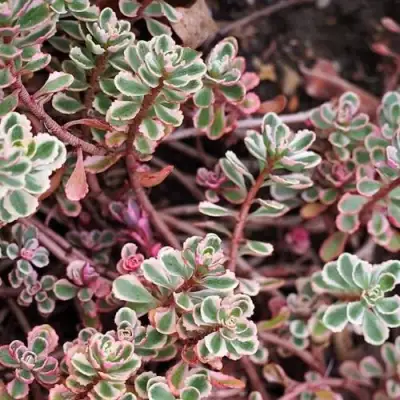 Очиток (седум) ТРИКОЛОР ложный в Самохваловичи