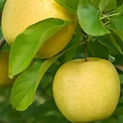 Яблоня АНАНАС в Самохваловичи