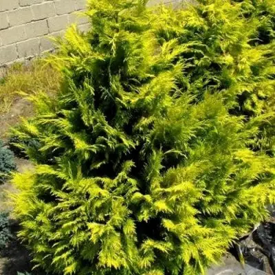 Кипарисовик ГОЛДЕН ВОНДЕР лавсона в Самохваловичи