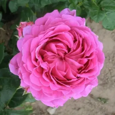 Роза АНУШКА чайно-гибридная в Самохваловичи