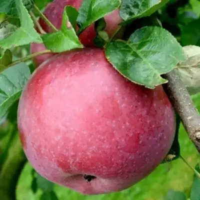 Яблоня ЕСЕНИЯ колонновидная в Самохваловичи