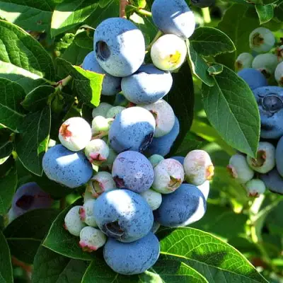 Голубика ВЕЙМУТ в Самохваловичи