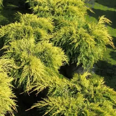 Можжевельник КИНГ ОФ СПРИНГ средний в Самохваловичи