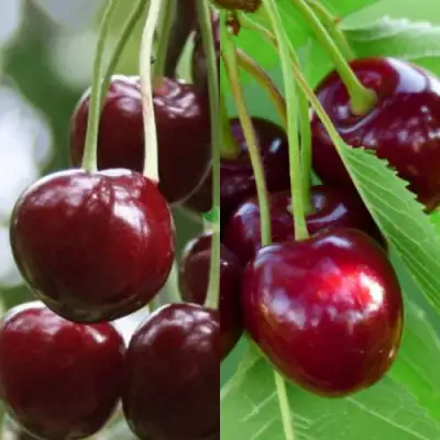 Комплект ВИШНЕВЫЙ ТАНДЕМ в Самохваловичи