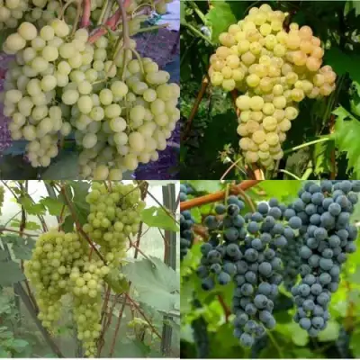 Комплект ВИНОГРАДНАЯ РАДУГА в Самохваловичи