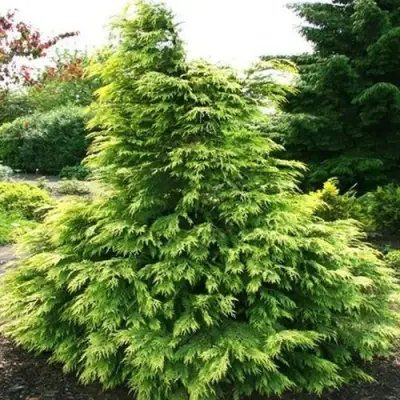 Кипарисовик САНКИСТ лавсона в Самохваловичи