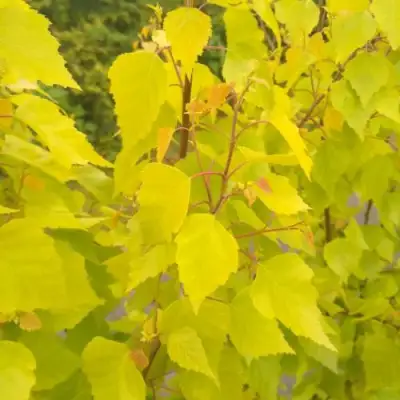 Берёза ГОЛДЕН ОБЕЛИСК повислая  в Самохваловичи