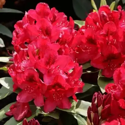 Рододендрон МАТАДОР в Самохваловичи