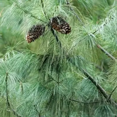 Сосна АРМАНДИ в Самохваловичи