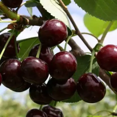 Дюк ИВАНОВНА в Самохваловичи