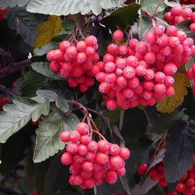 Рябина БОЯРЫШНИКОПЛОДНАЯ сладкоплодная в Самохваловичи