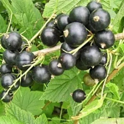 Смородина чёрная ЧЁРНЫЙ АИСТ в Самохваловичи