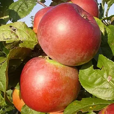 Яблоня АКСАМИТ в Самохваловичи