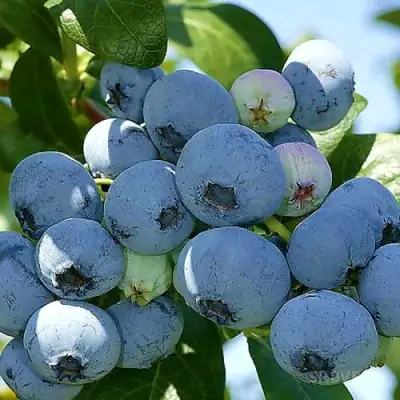 Голубика НУИ в Самохваловичи