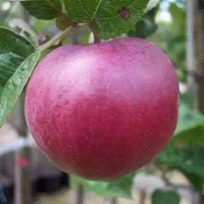 Яблоня НОРИС в Самохваловичи