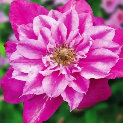 Клематис МАЙ ДАРЛИНГ  в Самохваловичи