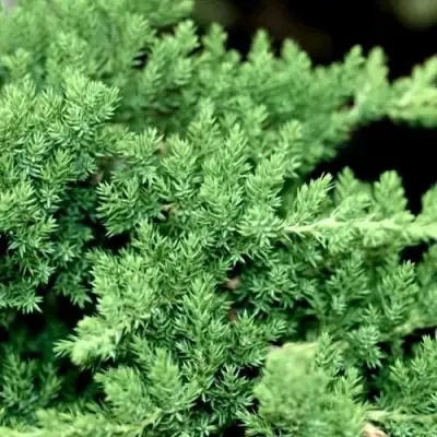 Можжевельник НАНА лежачий в Самохваловичи