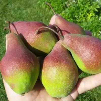 Груша ЯКОВЛЕВСКАЯ в Самохваловичи