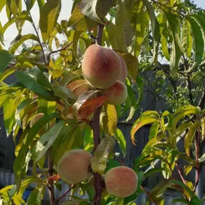 Персик ЕЛГАВСКИЙ в Самохваловичи