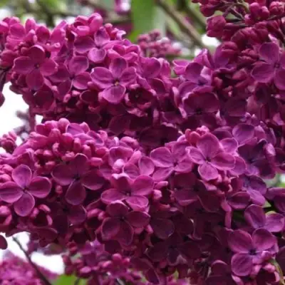 Сирень ЧАРЛЬЗ ДЖОЛИ в Самохваловичи