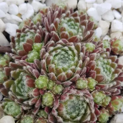 Молодило МОРКЕРС МЕРИТ в Самохваловичи