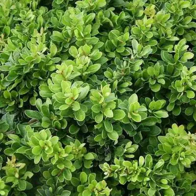 Барбарис КОБОЛЬД тунберга в Самохваловичи