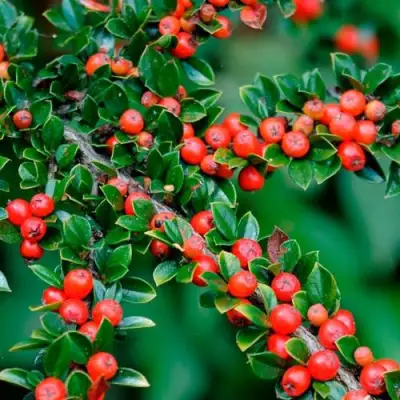 Кизильник горизонтальный в Самохваловичи