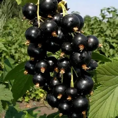 Смородина чёрная ВИНОГРАДНАЯ в Самохваловичи