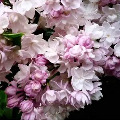 Сирень КРАСАВИЦА МОСКВЫ в Самохваловичи