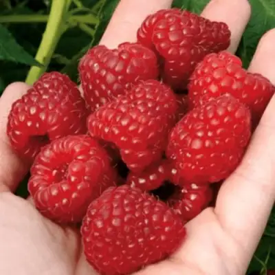 Малина РУБИФОЛ в Самохваловичи