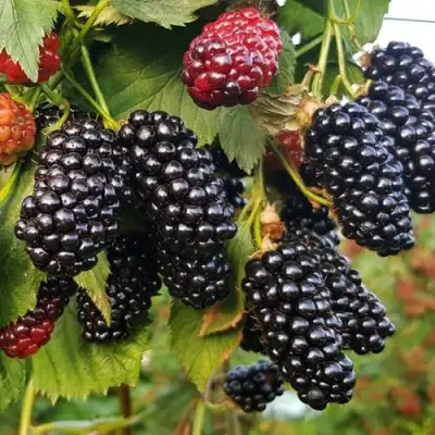 Ежевика НАТЧЕЗ бесшипная  в Самохваловичи