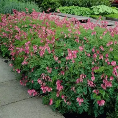 Дицентра изящная в Самохваловичи