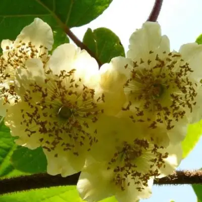 Актинидия АТЛАС (МУЖСКОЙ) киви в Самохваловичи