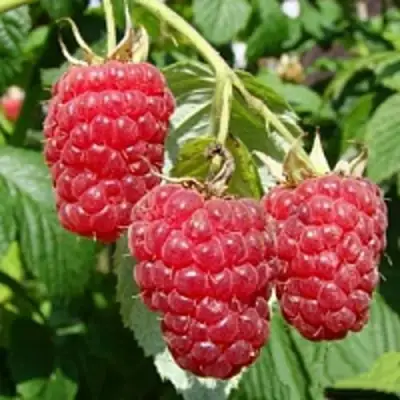 Малиновое дерево ТАРУСА в Самохваловичи