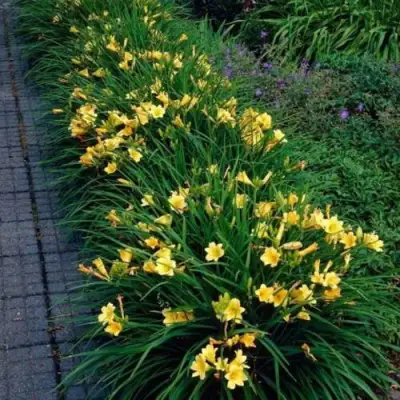 Лилейник СТЕЛЛА ДЕ ОРО гибридный в Самохваловичи