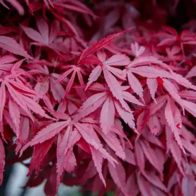 Клен дланевидный АТРОПУРПУРЕУМ в Самохваловичи